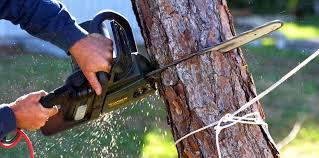 Best Fruit Tree Pruning  in Marlboro Meadows, MD