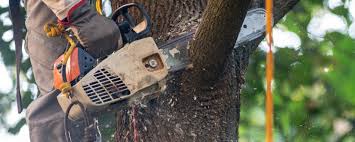 Best Tree Cabling and Bracing  in Marlboro Meadows, MD