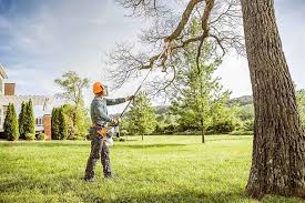 Best Storm Damage Tree Cleanup  in Marlboro Meadows, MD