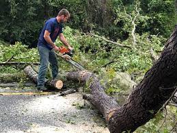 Best Tree and Shrub Care  in Marlboro Meadows, MD