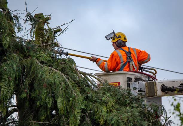 Best Utility Line Clearance  in Marlboro Meadows, MD