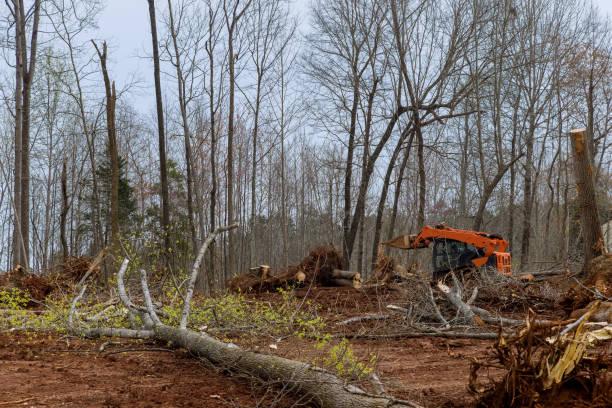 Best Tree Preservation Services  in Marlboro Meadows, MD