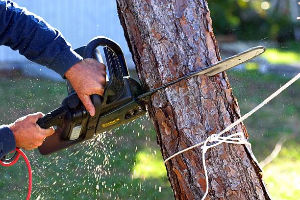 Best Tree Maintenance Programs  in Marlboro Meadows, MD