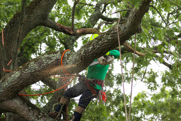 Best Emergency Tree Removal  in Marlboro Meadows, MD