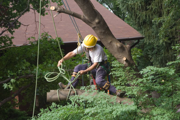  Marlboro Meadows, MD Tree Services Pros