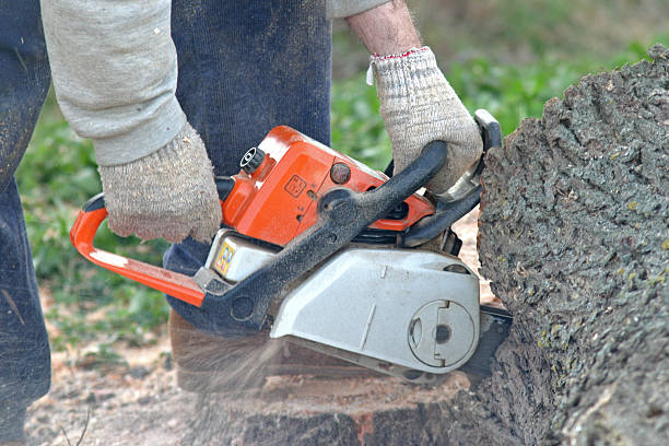 Best Hazardous Tree Removal  in Marlboro Meadows, MD