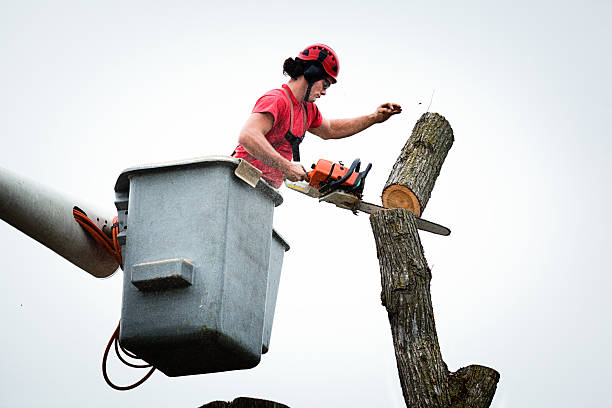 Best Arborist Consultation Services  in Marlboro Meadows, MD