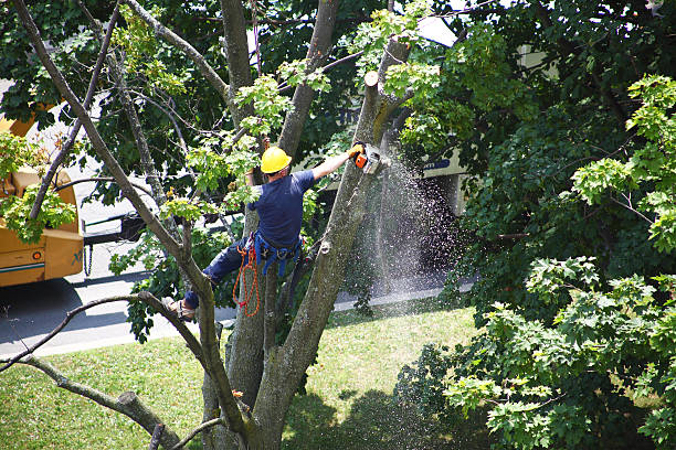 Best Hedge Trimming  in Marlboro Meadows, MD