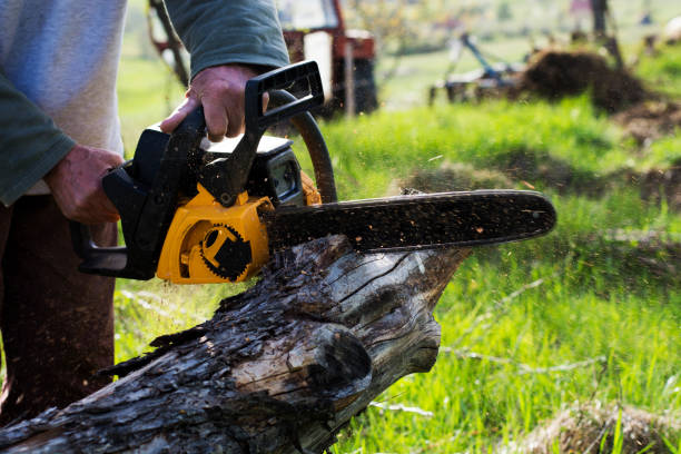 How Our Tree Care Process Works  in  Marlboro Meadows, MD